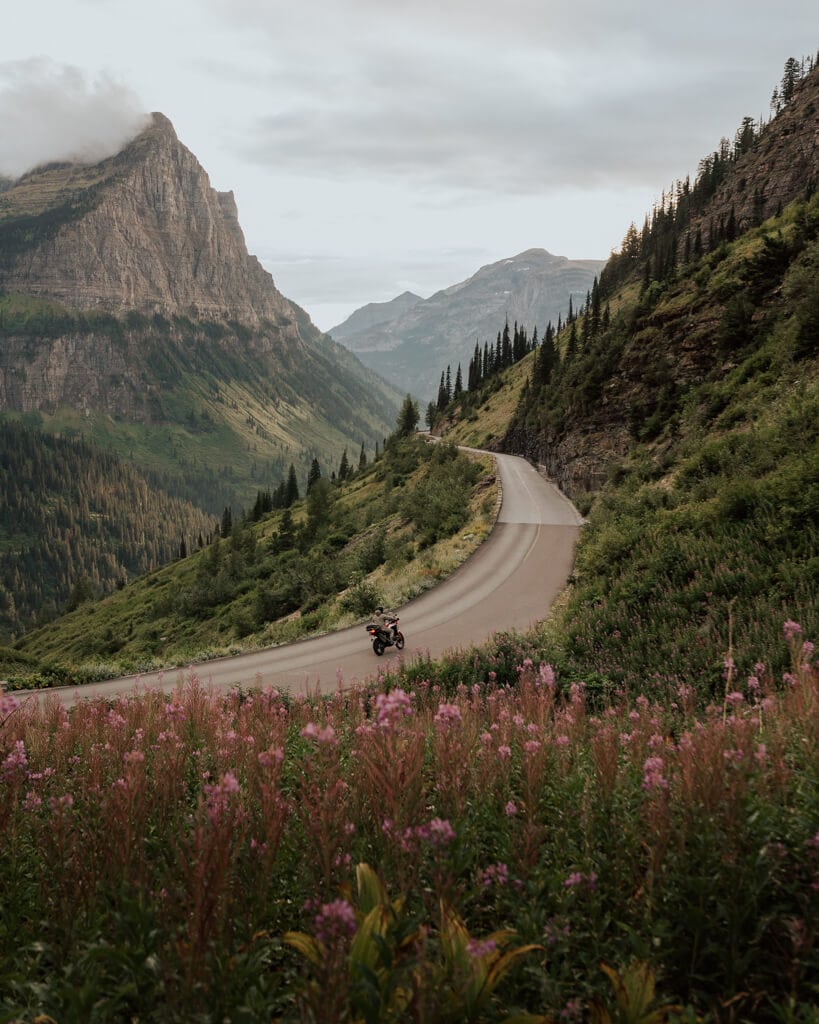 motorcycle driving through going to the sun road in glacier national park on a gloomy day with pink wildflowers 