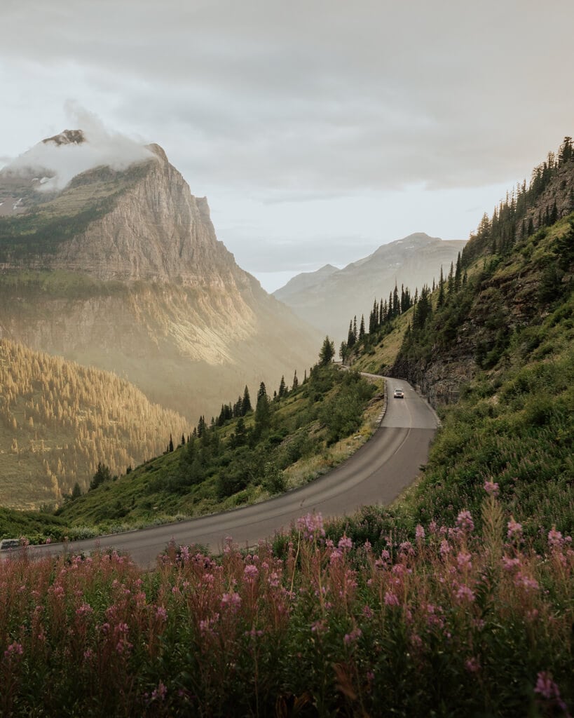 car driving down going to the sun road glacier national park during sunset with pink wildflowers in foreground